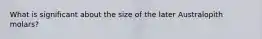 What is significant about the size of the later Australopith molars?