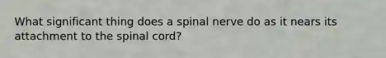 What significant thing does a spinal nerve do as it nears its attachment to the spinal cord?