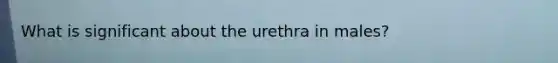 What is significant about the urethra in males?