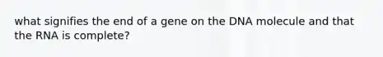 what signifies the end of a gene on the DNA molecule and that the RNA is complete?