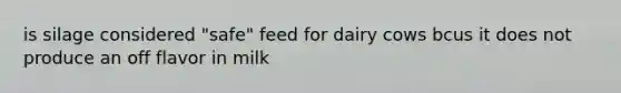 is silage considered "safe" feed for dairy cows bcus it does not produce an off flavor in milk