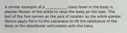 A similar example of a ____________-class lever in the body is plantar flexion of the ankle to raise the body on the toes. The ball of the foot serves as the axis of rotation as the ankle plantar flexors apply force to the calcaneus to lift the resistance of the body at the tibiofibular articulation with the talus.