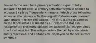 Similar to the need for a primary activation signal to fully activate T helper cells, a primary activation signal is needed to activate B cells by T-dependent antigens. Which of the following serves as the primary activation signal? Cytokines are released upon proper T helper cell binding. The MHC II-antigen complex on the B cell surface is bound by a T helper cell that can recognize the presented epitope. An extracellular antigen binds to a B cell receptor. The antigen enters the cell by endocytosis and is processed, and epitopes are displayed on the cell surface by MHC II.