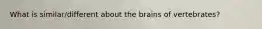What is similar/different about the brains of vertebrates?