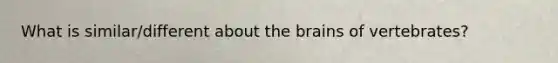 What is similar/different about the brains of vertebrates?