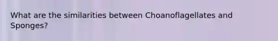 What are the similarities between Choanoflagellates and Sponges?