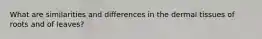 What are similarities and differences in the dermal tissues of roots and of leaves?