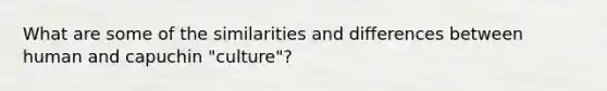 What are some of the similarities and differences between human and capuchin "culture"?