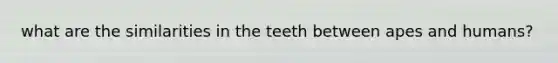 what are the similarities in the teeth between apes and humans?