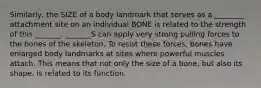 Similarly, the SIZE of a body landmark that serves as a ________ attachment site on an individual BONE is related to the strength of this _______. _______S can apply very strong pulling forces to the bones of the skeleton. To resist these forces, bones have enlarged body landmarks at sites where powerful muscles attach. This means that not only the size of a bone, but also its shape, is related to its function.