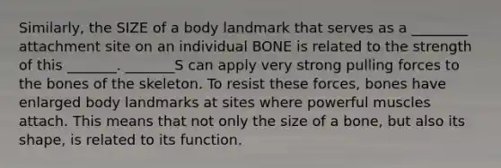 Similarly, the SIZE of a body landmark that serves as a ________ attachment site on an individual BONE is related to the strength of this _______. _______S can apply very strong pulling forces to the bones of the skeleton. To resist these forces, bones have enlarged body landmarks at sites where powerful muscles attach. This means that not only the size of a bone, but also its shape, is related to its function.