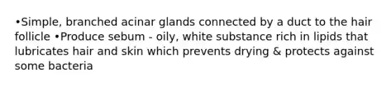 •Simple, branched acinar glands connected by a duct to the hair follicle •Produce sebum - oily, white substance rich in lipids that lubricates hair and skin which prevents drying & protects against some bacteria