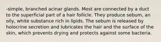 -simple, branched acinar glands. Most are connected by a duct to the superficial part of a hair follicle. They produce sebum, an oily, white substance rich in lipids. The sebum is released by holocrine secretion and lubricates the hair and the surface of the skin, which prevents drying and protects against some bacteria.