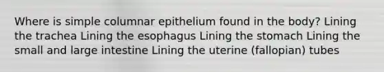 Where is simple columnar epithelium found in the body? Lining the trachea Lining <a href='https://www.questionai.com/knowledge/kSjVhaa9qF-the-esophagus' class='anchor-knowledge'>the esophagus</a> Lining <a href='https://www.questionai.com/knowledge/kLccSGjkt8-the-stomach' class='anchor-knowledge'>the stomach</a> Lining the small and <a href='https://www.questionai.com/knowledge/kGQjby07OK-large-intestine' class='anchor-knowledge'>large intestine</a> Lining the uterine (fallopian) tubes