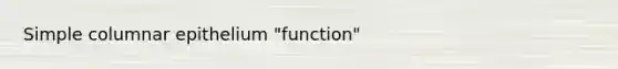 Simple columnar epithelium "function"