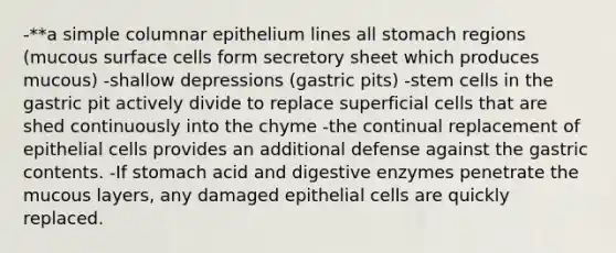 -**a simple columnar epithelium lines all stomach regions (mucous surface cells form secretory sheet which produces mucous) -shallow depressions (gastric pits) -stem cells in the gastric pit actively divide to replace superficial cells that are shed continuously into the chyme -the continual replacement of epithelial cells provides an additional defense against the gastric contents. -If stomach acid and digestive enzymes penetrate the mucous layers, any damaged epithelial cells are quickly replaced.