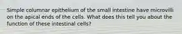 Simple columnar epithelium of the small intestine have microvilli on the apical ends of the cells. What does this tell you about the function of these intestinal cells?