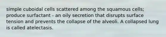 simple cuboidal cells scattered among the squamous cells; produce surfactant - an oily secretion that disrupts surface tension and prevents the collapse of the alveoli. A collapsed lung is called atelectasis.
