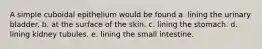 A simple cuboidal epithelium would be found a. lining the urinary bladder. b. at the surface of the skin. c. lining the stomach. d. lining kidney tubules. e. lining the small intestine.