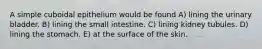 A simple cuboidal epithelium would be found A) lining the urinary bladder. B) lining the small intestine. C) lining kidney tubules. D) lining the stomach. E) at the surface of the skin.