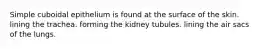 Simple cuboidal epithelium is found at the surface of the skin. lining the trachea. forming the kidney tubules. lining the air sacs of the lungs.