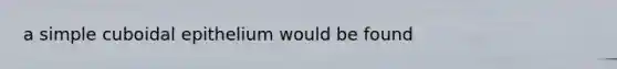 a simple cuboidal epithelium would be found