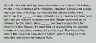 (simple cuboidal and squamous) microscopic tube in the kidney where urine is formed after filtration. Proximal convoluted tubule, nephron loop, and distal convoluted tubule are collectively known as the ___ ___. -some nutrients, ions, plasma proteins, and vitamins are initially released into the filtrate and need to be returned to the blood, thus ___ ___ becomes responsible for modifying this filtrate. it's modified by reabsorbing the needed solutes and secreting unwanted substances. The filtrate first enters the proximal convoluted tubule, where it begins to be modified and becomes tubular fluid.