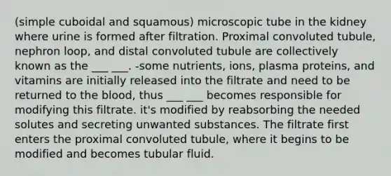 (simple cuboidal and squamous) microscopic tube in the kidney where urine is formed after filtration. Proximal convoluted tubule, nephron loop, and distal convoluted tubule are collectively known as the ___ ___. -some nutrients, ions, plasma proteins, and vitamins are initially released into the filtrate and need to be returned to the blood, thus ___ ___ becomes responsible for modifying this filtrate. it's modified by reabsorbing the needed solutes and secreting unwanted substances. The filtrate first enters the proximal convoluted tubule, where it begins to be modified and becomes tubular fluid.