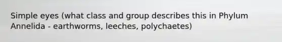 Simple eyes (what class and group describes this in Phylum Annelida - earthworms, leeches, polychaetes)
