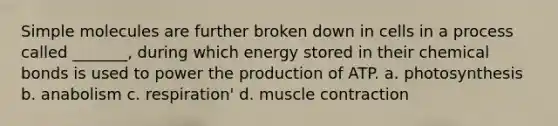 Simple molecules are further broken down in cells in a process called _______, during which energy stored in their chemical bonds is used to power the production of ATP. a. photosynthesis b. anabolism c. respiration' d. <a href='https://www.questionai.com/knowledge/k0LBwLeEer-muscle-contraction' class='anchor-knowledge'>muscle contraction</a>