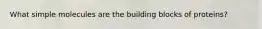 What simple molecules are the building blocks of proteins?