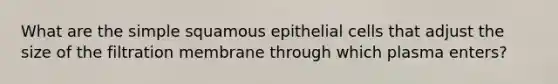 What are the simple squamous epithelial cells that adjust the size of the filtration membrane through which plasma enters?