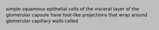 simple squamous epithelial cells of the visceral layer of the glomerular capsule have foot-like projections that wrap around glomerular capillary walls called