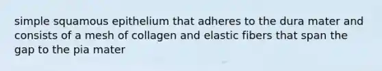 simple squamous epithelium that adheres to the dura mater and consists of a mesh of collagen and elastic fibers that span the gap to the pia mater