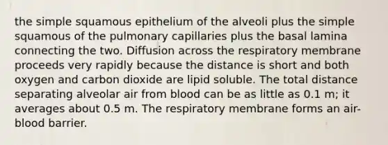 the simple squamous epithelium of the alveoli plus the simple squamous of the pulmonary capillaries plus the basal lamina connecting the two. Diffusion across the respiratory membrane proceeds very rapidly because the distance is short and both oxygen and carbon dioxide are lipid soluble. The total distance separating alveolar air from blood can be as little as 0.1 m; it averages about 0.5 m. The respiratory membrane forms an air-blood barrier.