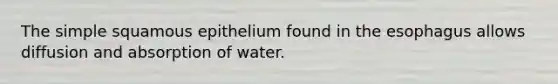 The simple squamous epithelium found in the esophagus allows diffusion and absorption of water.