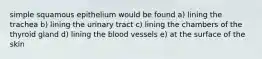 simple squamous epithelium would be found a) lining the trachea b) lining the urinary tract c) lining the chambers of the thyroid gland d) lining the blood vessels e) at the surface of the skin