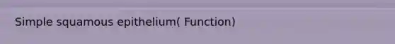 Simple squamous epithelium( Function)