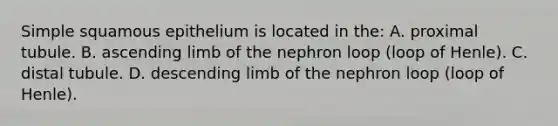 Simple squamous epithelium is located in the: A. proximal tubule. B. ascending limb of the nephron loop (loop of Henle). C. distal tubule. D. descending limb of the nephron loop (loop of Henle).