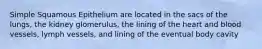 Simple Squamous Epithelium are located in the sacs of the lungs, the kidney glomerulus, the lining of the heart and blood vessels, lymph vessels, and lining of the eventual body cavity