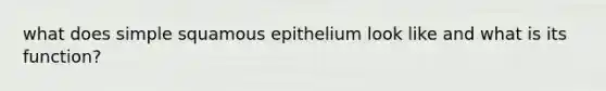 what does simple squamous epithelium look like and what is its function?