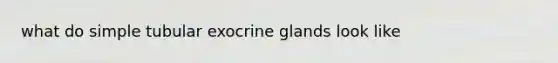 what do simple tubular exocrine glands look like