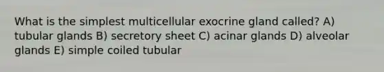 What is the simplest multicellular exocrine gland called? A) tubular glands B) secretory sheet C) acinar glands D) alveolar glands E) simple coiled tubular