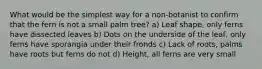 What would be the simplest way for a non-botanist to confirm that the fern is not a small palm tree? a) Leaf shape, only ferns have dissected leaves b) Dots on the underside of the leaf, only ferns have sporangia under their fronds c) Lack of roots, palms have roots but ferns do not d) Height, all ferns are very small