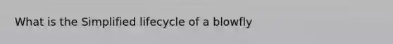 What is the Simplified lifecycle of a blowfly