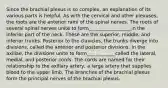 Since the brachial plexus is so complex, an explanation of its various parts is helpful. As with the cervical and other plexuses, the roots are the anterior rami of the spinal nerves. The roots of several spinal nerves unite to form__________________in the inferior part of the neck. These are the superior, middle, and inferior trunks. Posterior to the clavicles, the trunks diverge into divisions, called the anterior and posterior divisions. In the axillae, the divisions unite to form____________called the lateral, medial, and posterior cords. The cords are named for their relationship to the axillary artery, a large artery that supplies blood to the upper limb. The branches of the brachial plexus form the principal nerves of the brachial plexus.