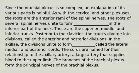 Since the brachial plexus is so complex, an explanation of its various parts is helpful. As with the cervical and other plexuses, the roots are the anterior rami of the <a href='https://www.questionai.com/knowledge/kyBL1dWgAx-spinal-nerves' class='anchor-knowledge'>spinal nerves</a>. The roots of several spinal nerves unite to form__________________in the inferior part of the neck. These are the superior, middle, and inferior trunks. Posterior to the clavicles, the trunks diverge into divisions, called the anterior and posterior divisions. In the axillae, the divisions unite to form____________called the lateral, medial, and posterior cords. The cords are named for their relationship to the axillary artery, a large artery that supplies blood to the <a href='https://www.questionai.com/knowledge/kJyXBSF4I2-upper-limb' class='anchor-knowledge'>upper limb</a>. The branches of the brachial plexus form the principal nerves of the brachial plexus.