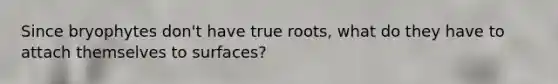 Since bryophytes don't have true roots, what do they have to attach themselves to surfaces?