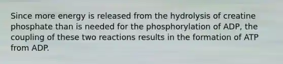 Since more energy is released from the hydrolysis of creatine phosphate than is needed for the phosphorylation of ADP, the coupling of these two reactions results in the formation of ATP from ADP.