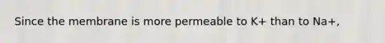 Since the membrane is more permeable to K+ than to Na+,